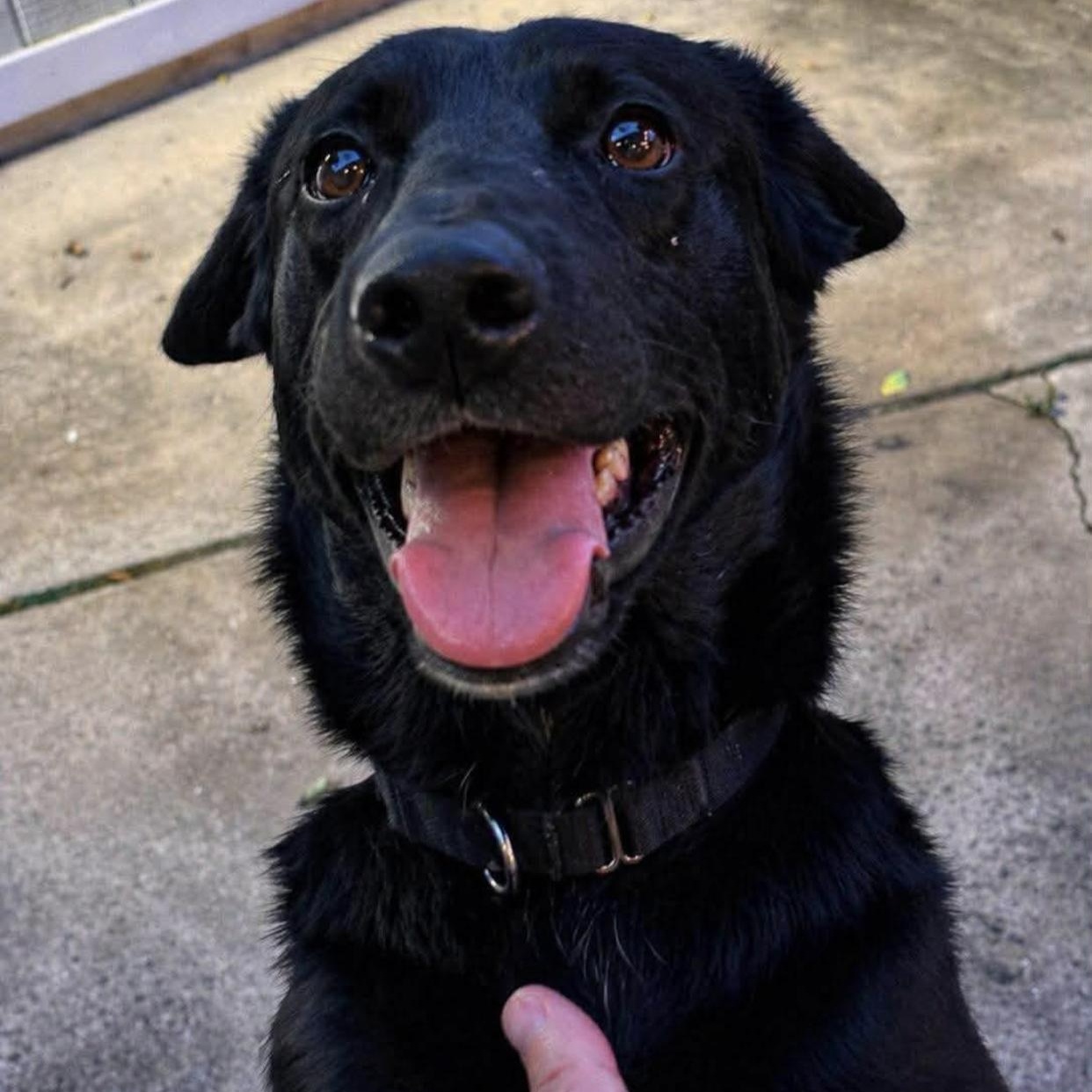 Cookie, an adopted mixed breed in Bethel, VT image 4/5