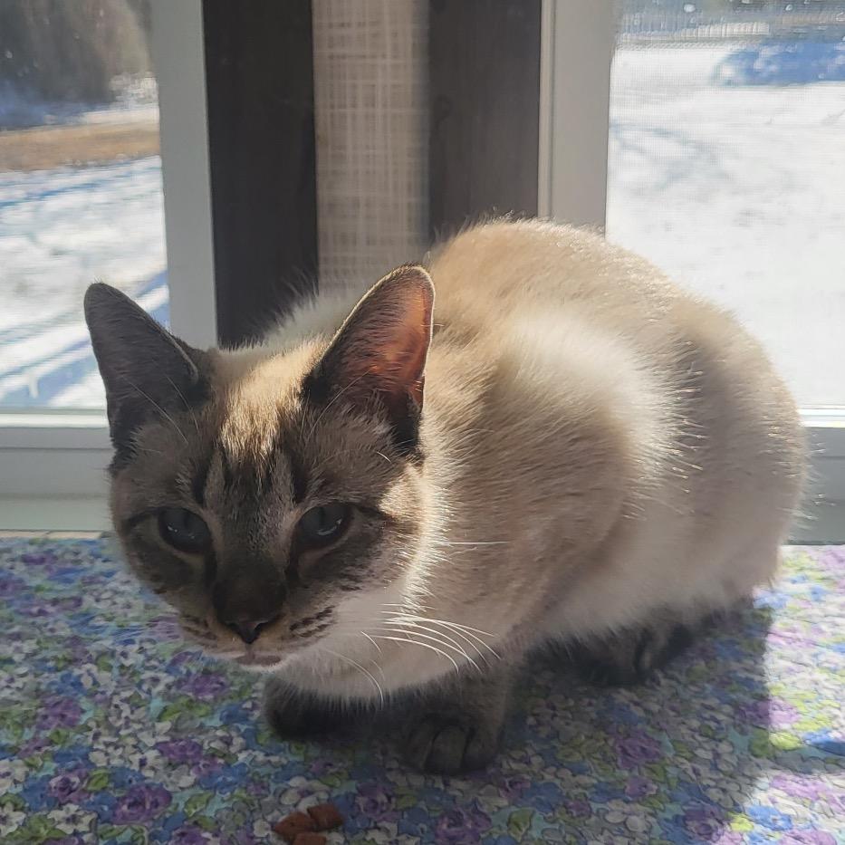 Lily, Adoptable, Young Female Domestic Short Hair.