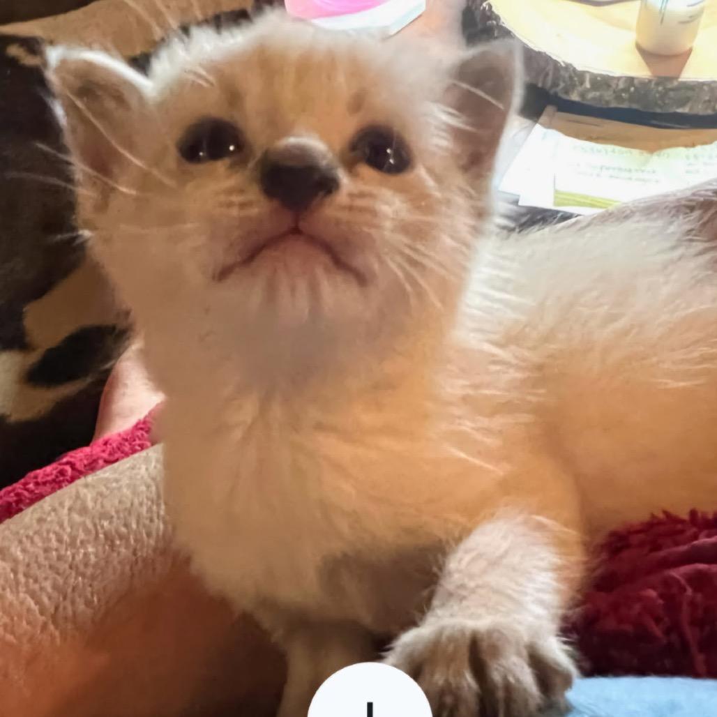 Enlarge Lily, a Adoptable Domestic Short Hair in Mocksville, NC image 2/3