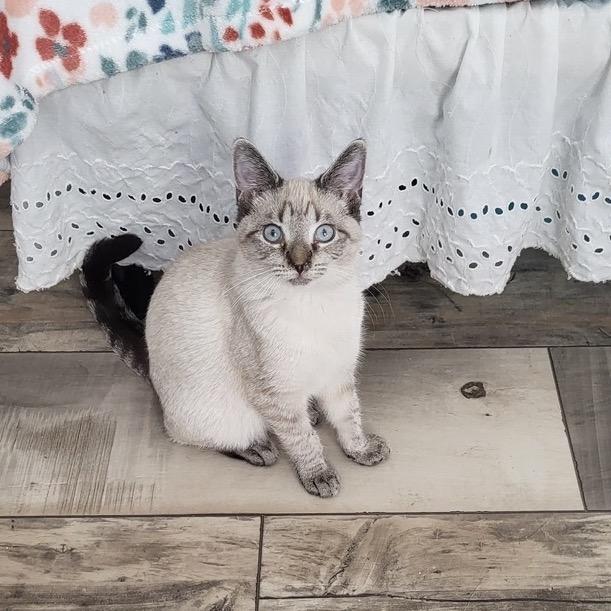 Enlarge Lily, a Adoptable Domestic Short Hair in Mocksville, NC image 3/3