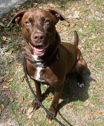 Betsy, Adoptable, Adult Female Labrador Retriever & Mixed Breed.