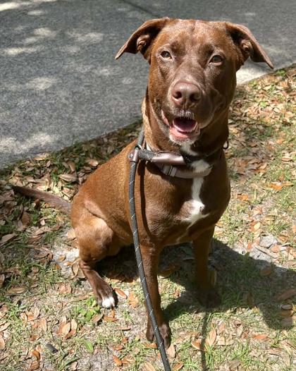 Enlarge Betsy, a Adoptable mixed breed in Palm Coast, FL image 3/3