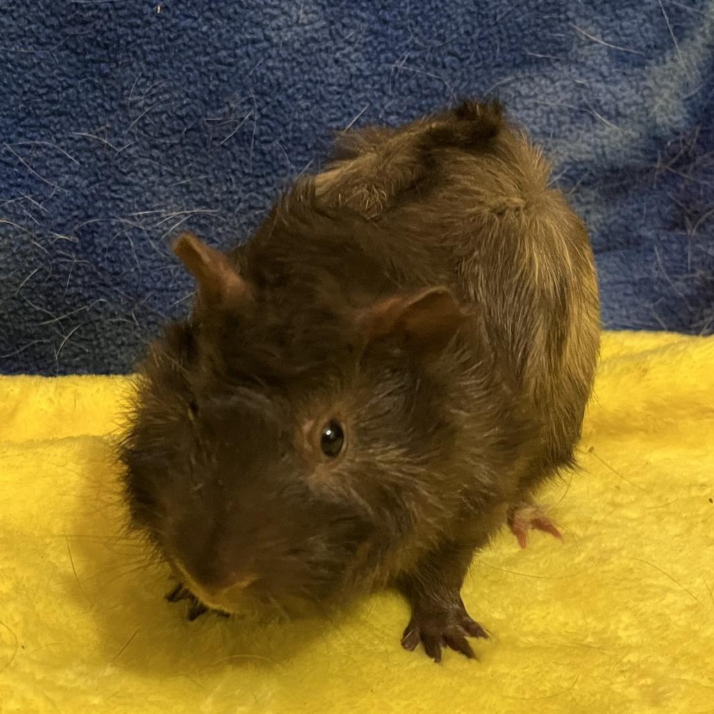 Enlarge Bear (bonded with Teddy), a Adoptable Guinea Pig in Decatur, GA image 1/2