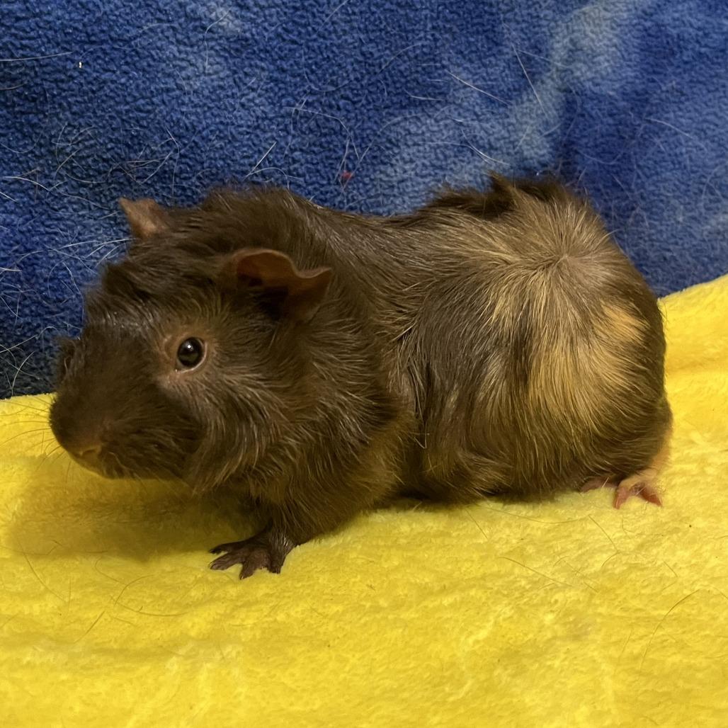 Enlarge Bear (bonded with Teddy), a Adoptable Guinea Pig in Decatur, GA image 2/2