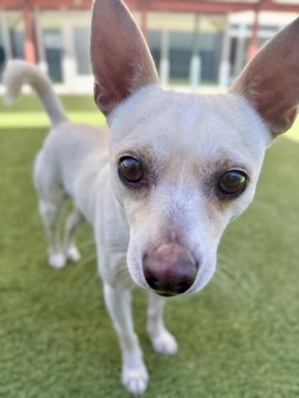 Creme, ADOPTABLE, Adult Male Chihuahua.