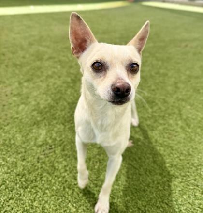 Enlarge Creme, a ADOPTABLE Chihuahua in Saratoga Springs, NY image 3/4