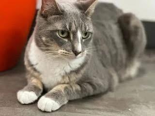 Enlarge Dana, a Adoptable Domestic Short Hair in North Babylon, NY image 1/5