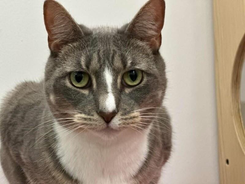 Enlarge Dana, a Adoptable Domestic Short Hair in North Babylon, NY image 2/5