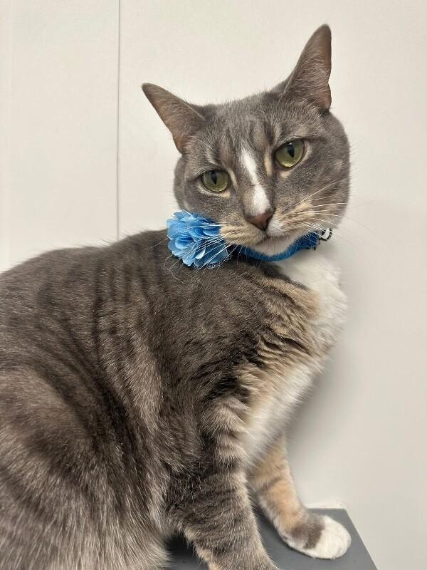 Enlarge Dana, a Adoptable Domestic Short Hair in North Babylon, NY image 3/5