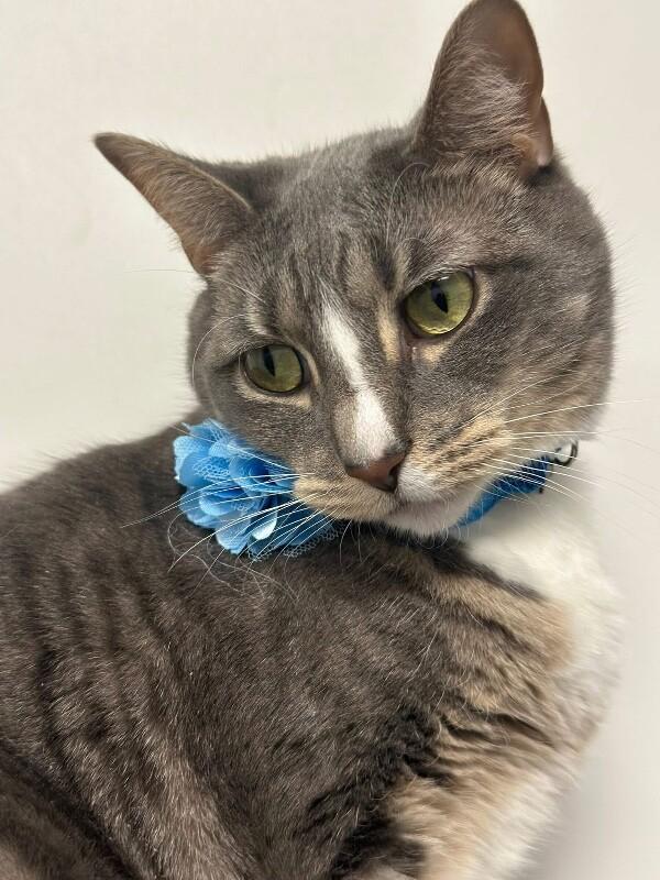 Enlarge Dana, a Adoptable Domestic Short Hair in North Babylon, NY image 4/5