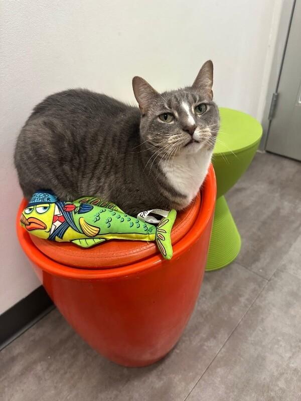 Enlarge Dana, a Adoptable Domestic Short Hair in North Babylon, NY image 5/5