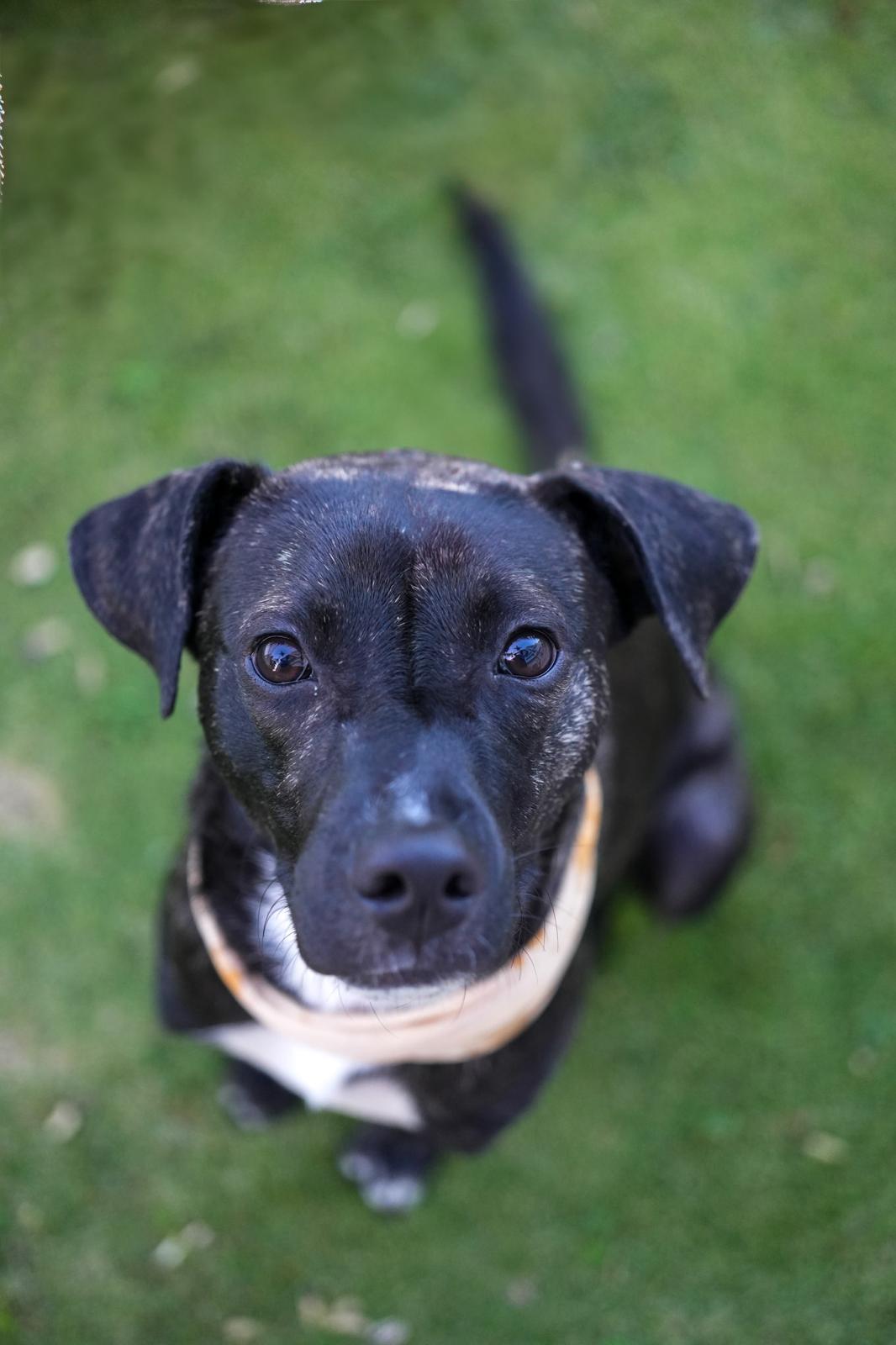 Enlarge Coco, a Adopted mixed breed in San Francisco, CA image 6/6