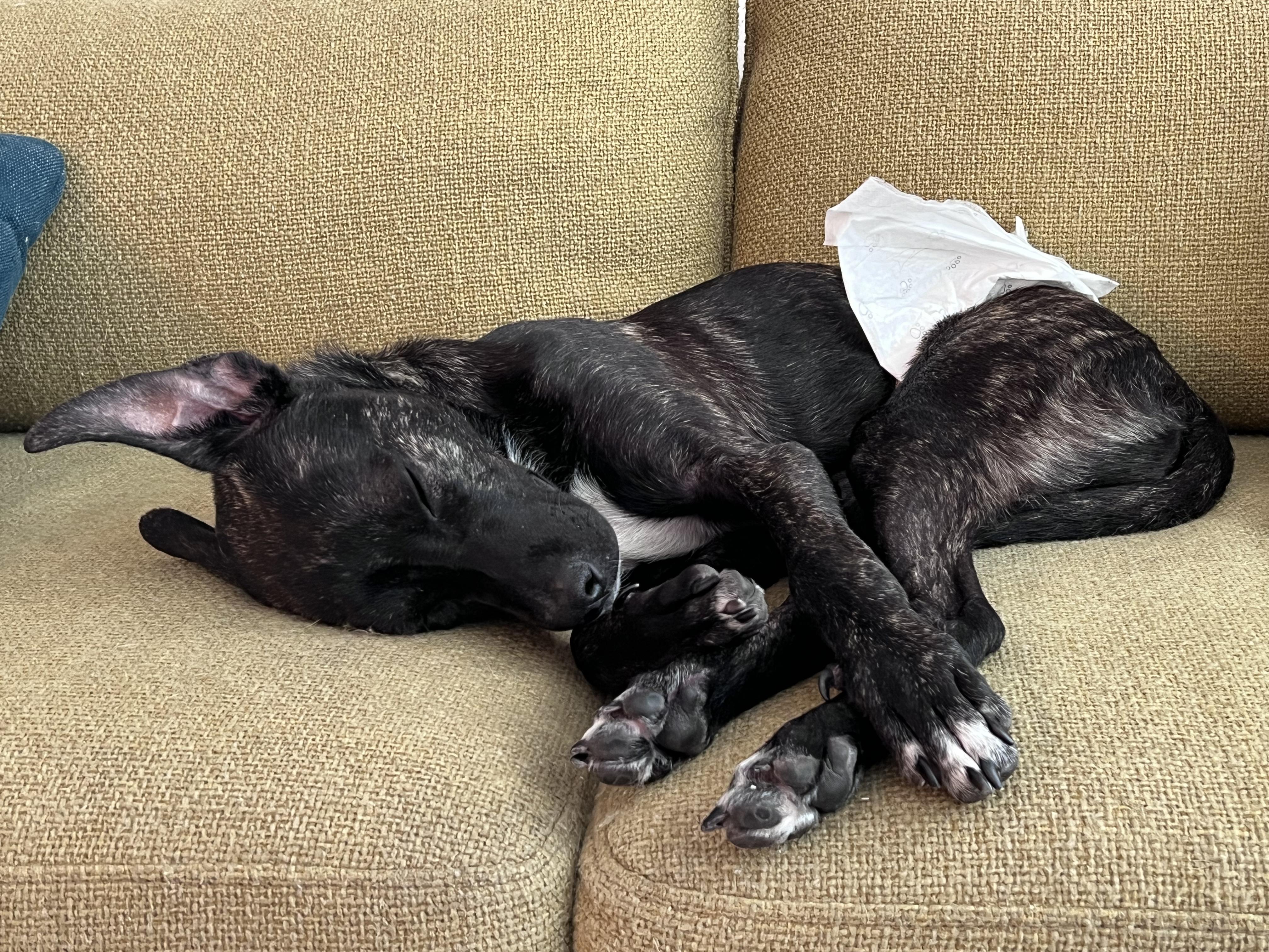 Enlarge Coco, a Adopted mixed breed in San Francisco, CA image 4/6