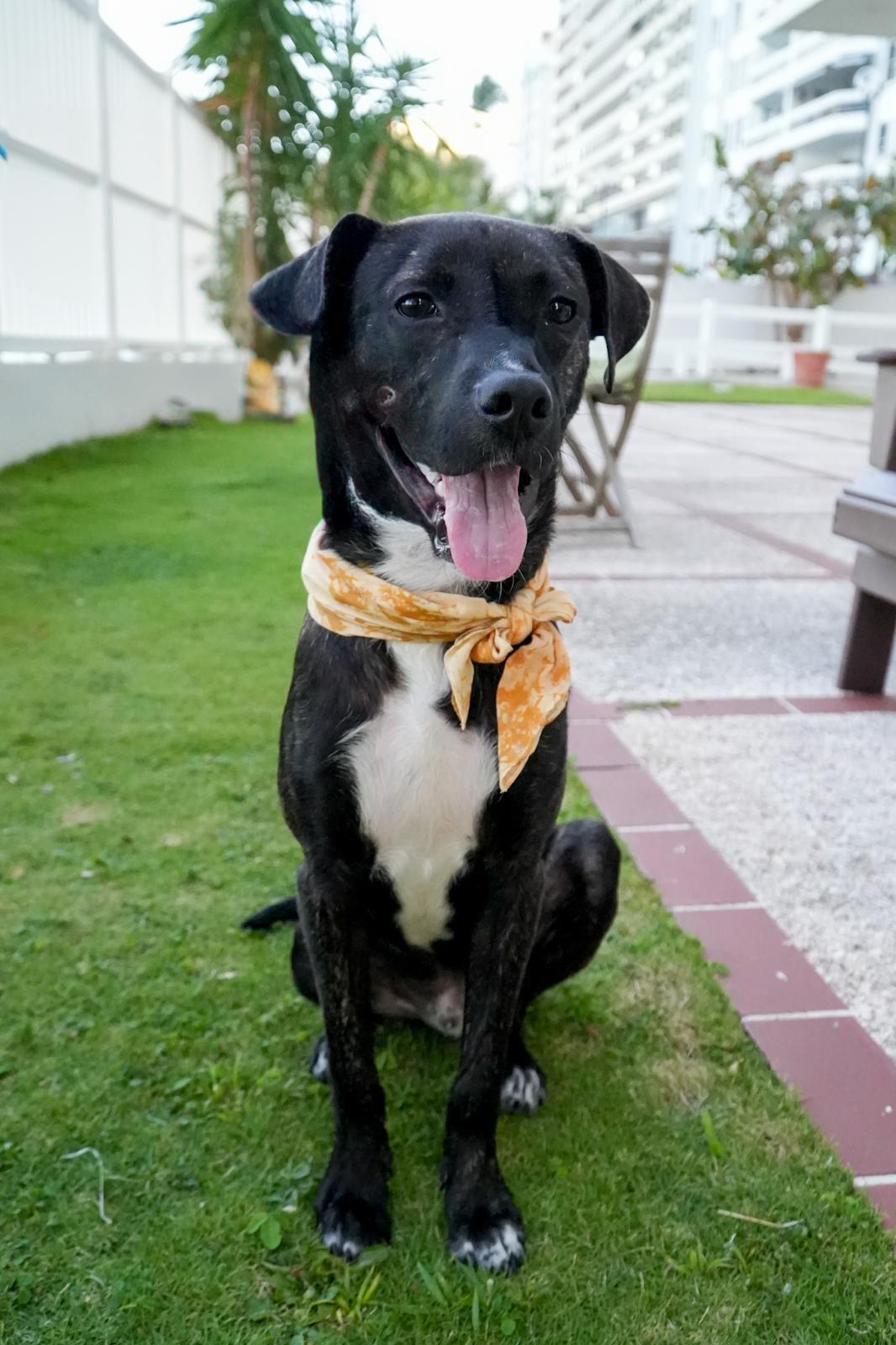 Enlarge Coco, a Adopted mixed breed in San Francisco, CA image 5/6