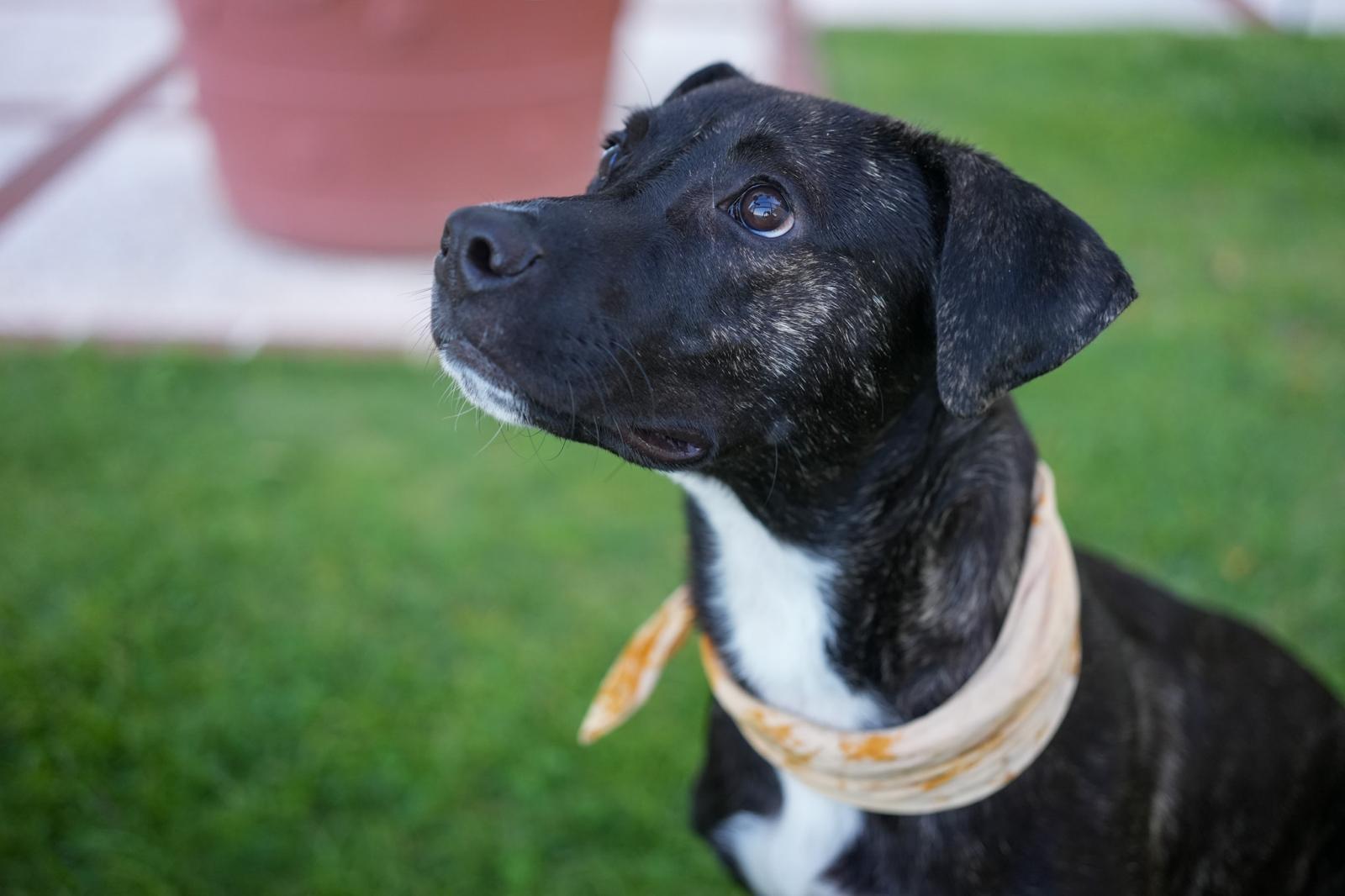 Coco, Adopted, Young Male Black Labrador Retriever & Mixed Breed.