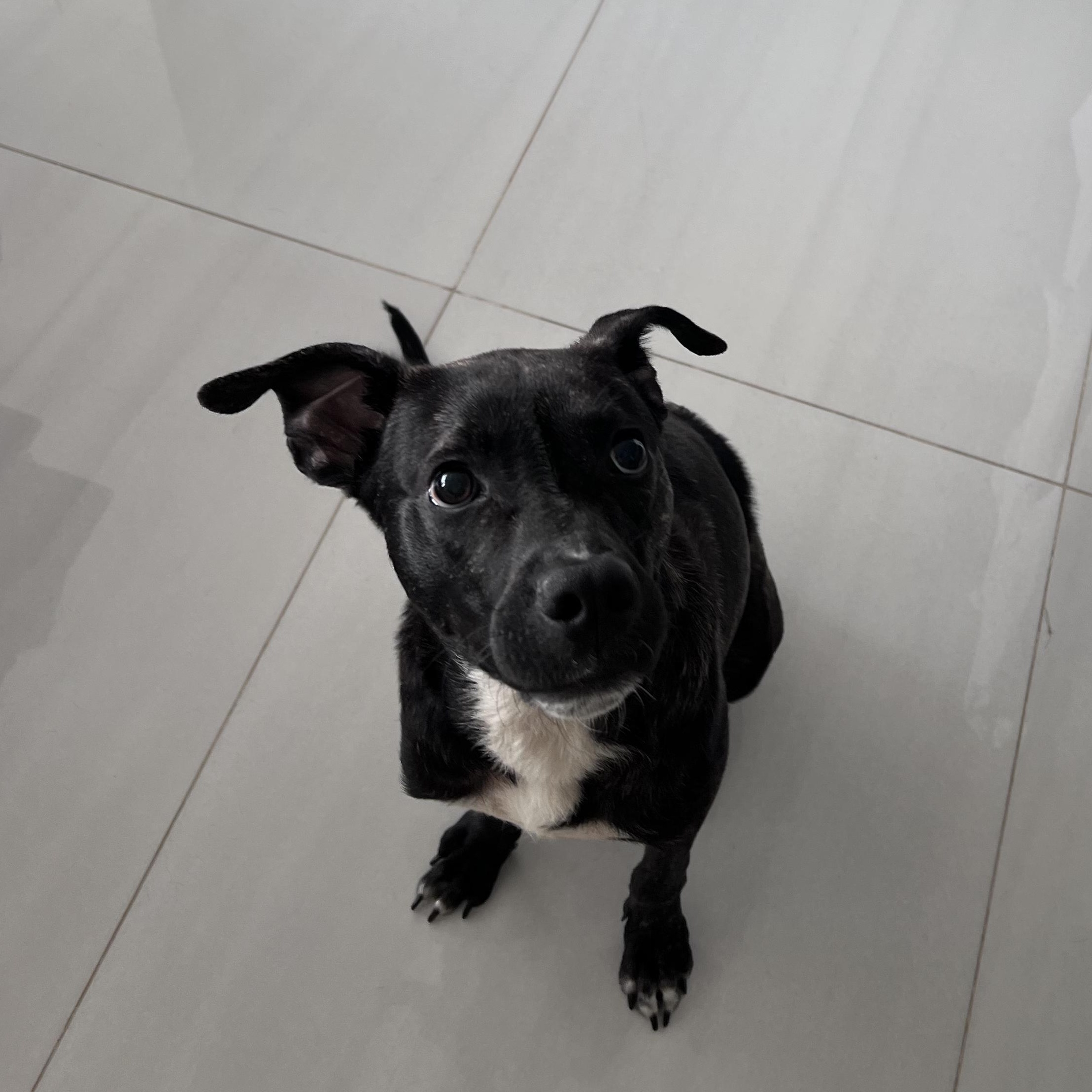 Enlarge Coco, a Adopted mixed breed in San Francisco, CA image 2/6