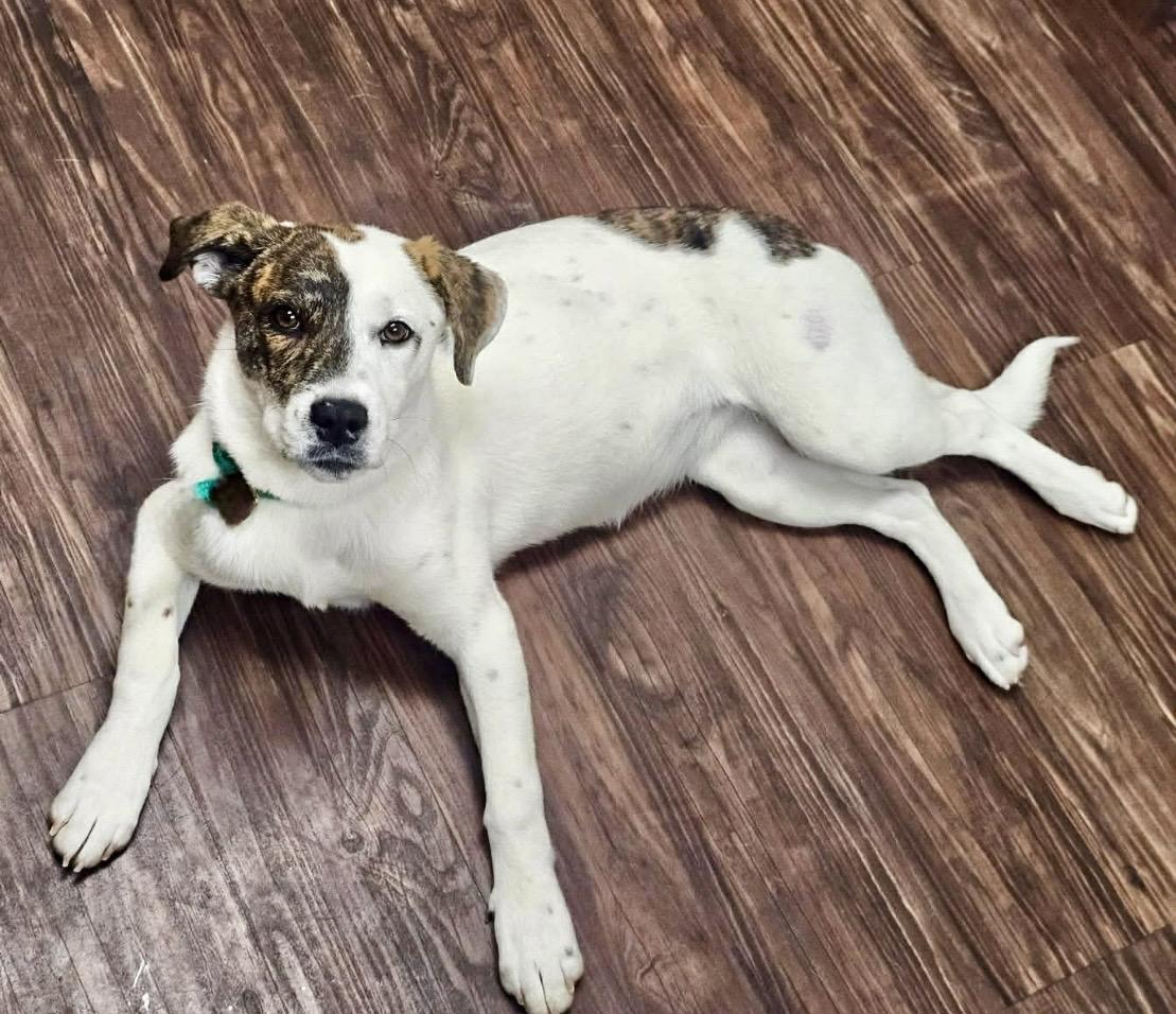 Honey , ADOPTABLE, Young Female Mixed Breed.