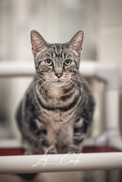 Sharky, Adoptable, Senior Male Domestic Short Hair & Domestic Short Hair.
