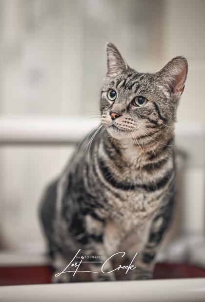 Enlarge Sharky, a Adoptable mixed breed in Kalispell, MT image 2/3