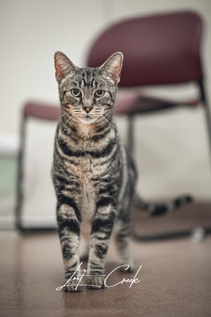 Enlarge Sharky, a Adoptable mixed breed in Kalispell, MT image 3/3
