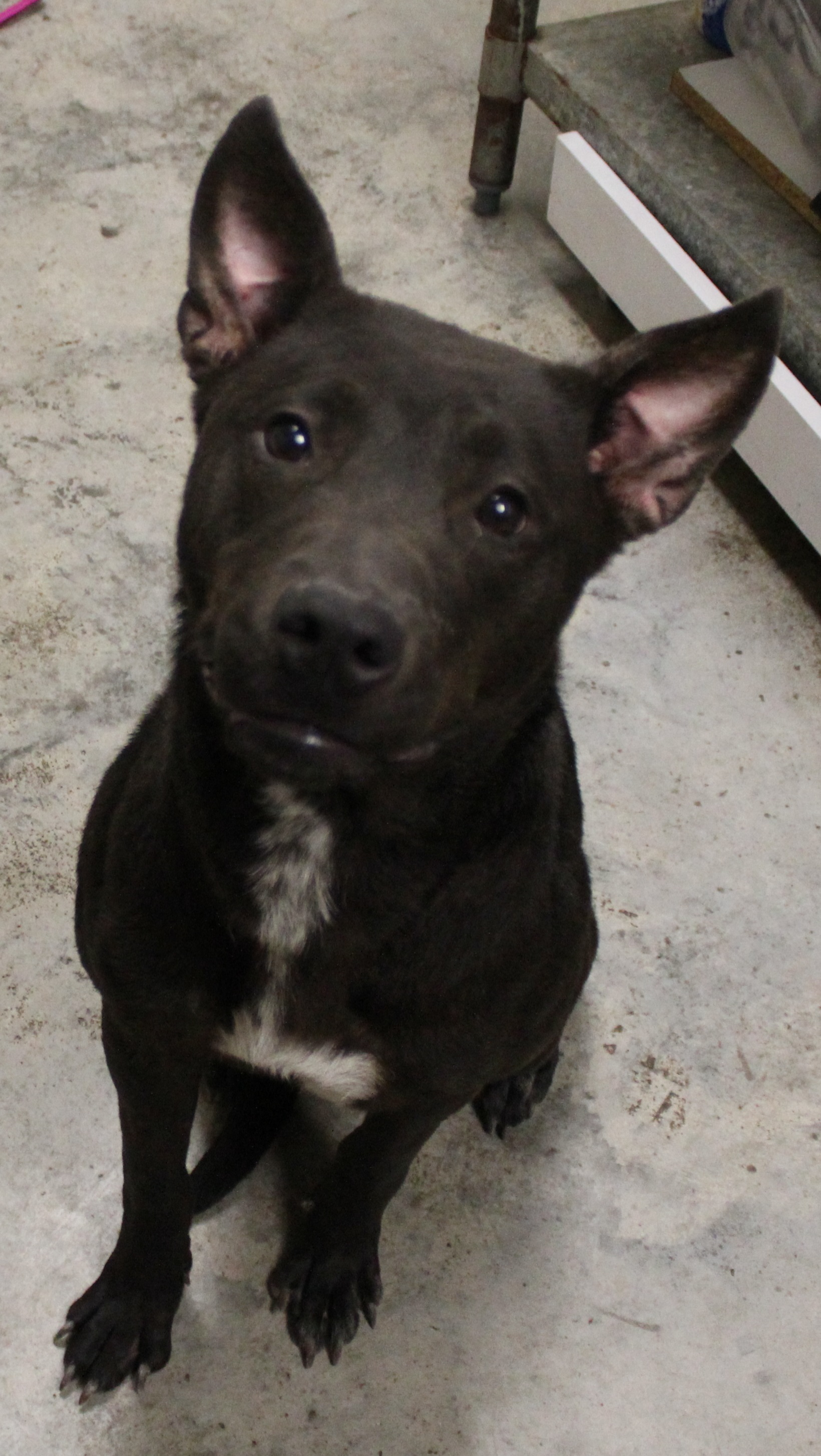Izzy, an adopted Terrier Mix in Lampasas, TX_image-1