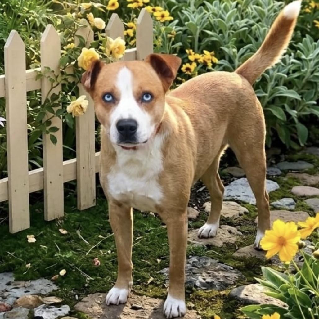 Guapo, a Adoptable mixed breed in Bend, OR image 1/6