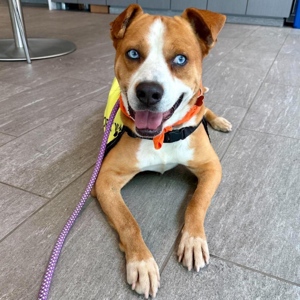Guapo, a Adoptable mixed breed in Bend, OR image 2/6