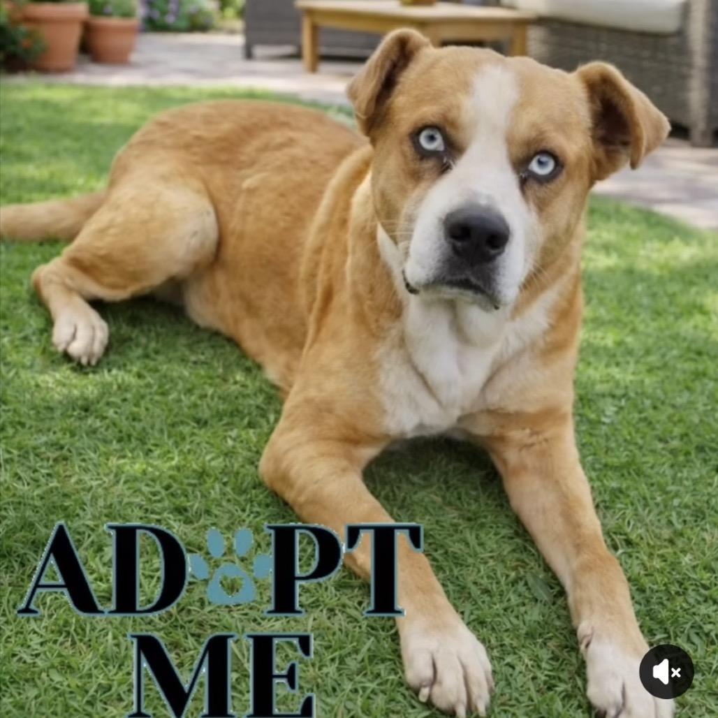 Guapo, a Adoptable mixed breed in Bend, OR image 3/6