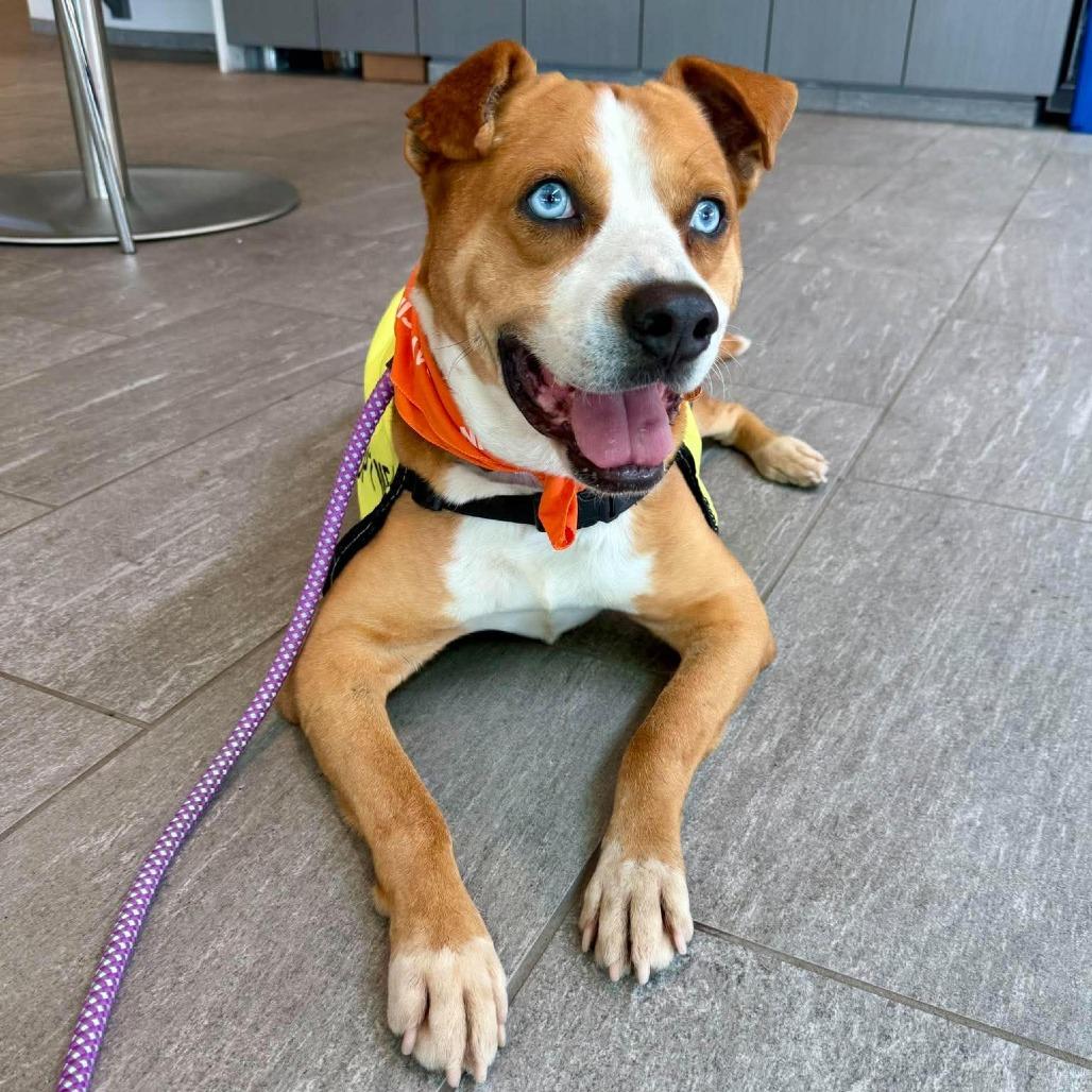 Guapo, a Adoptable mixed breed in Bend, OR image 4/6