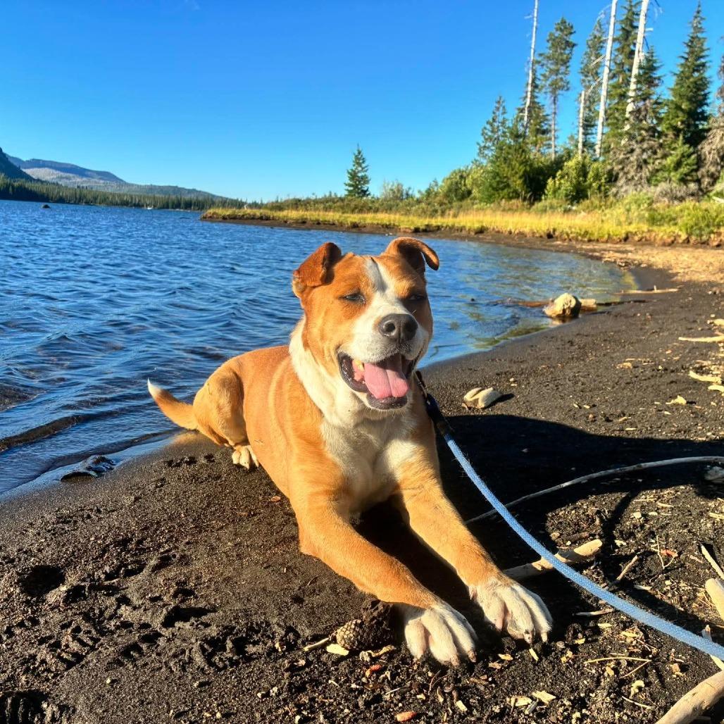Guapo, a Adoptable mixed breed in Bend, OR image 5/6