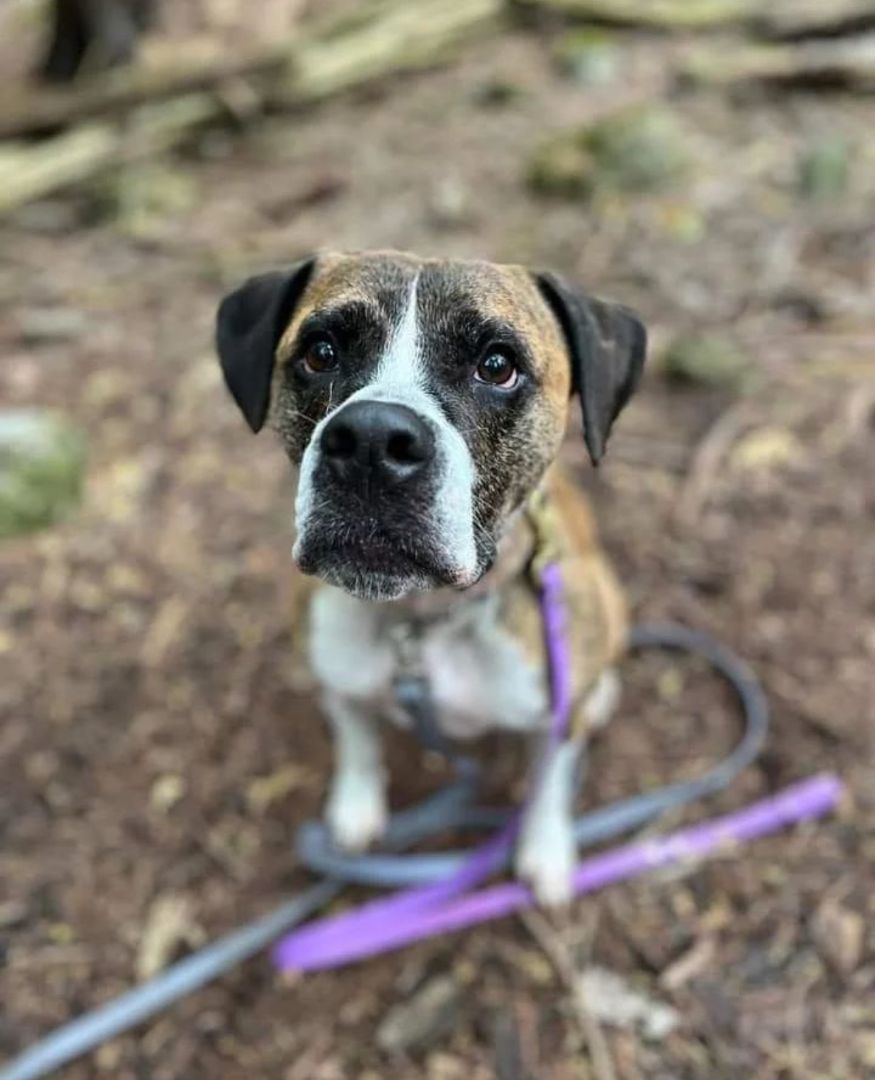 Enlarge Kiya, a Adoptable mixed breed in GUELPH, ON image 3/4