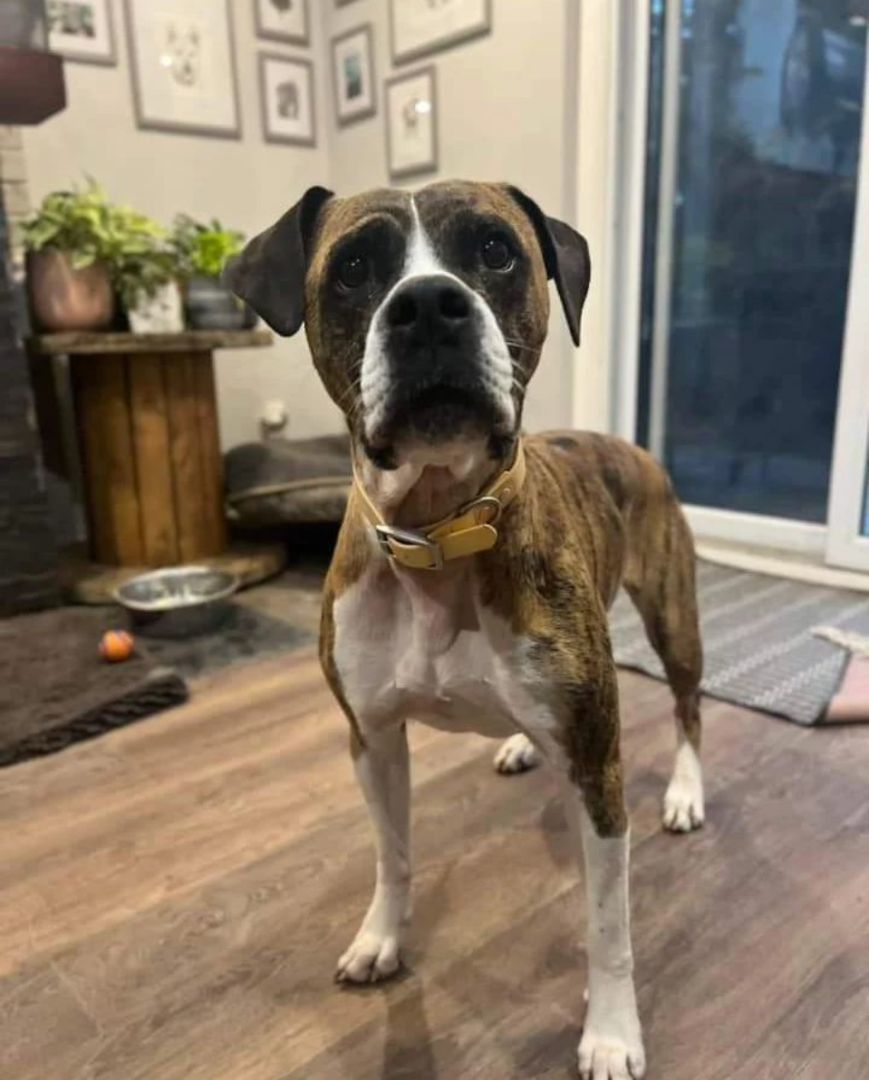 Enlarge Kiya, a Adoptable mixed breed in GUELPH, ON image 1/4