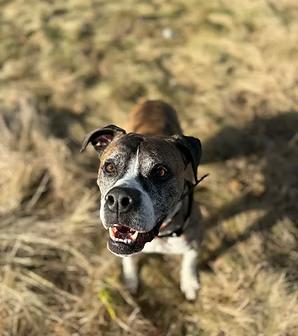 Enlarge Kiya, a Adoptable mixed breed in GUELPH, ON image 2/4