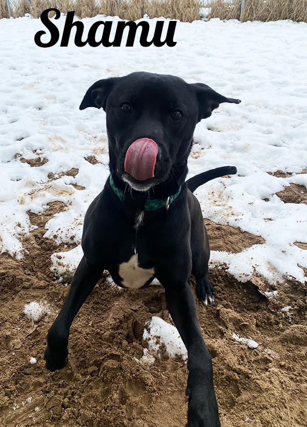 Enlarge Shamu, a ADOPTABLE mixed breed in Manistee, MI image 1/2