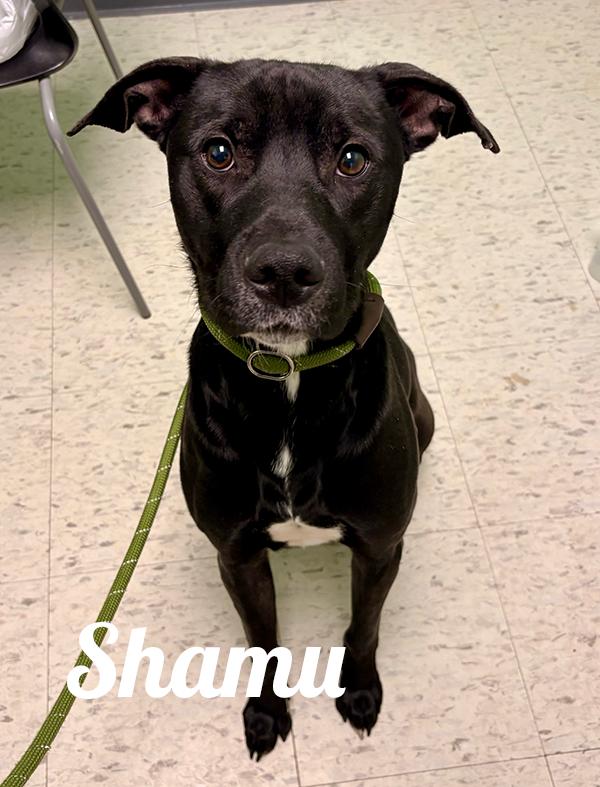 Enlarge Shamu, a ADOPTABLE mixed breed in Manistee, MI image 1/1