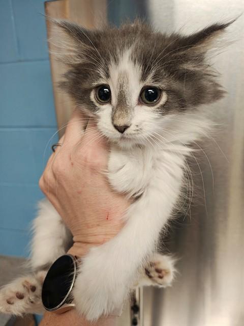 STRUDEL, Adoptable, Kitten Female Domestic Medium Hair.