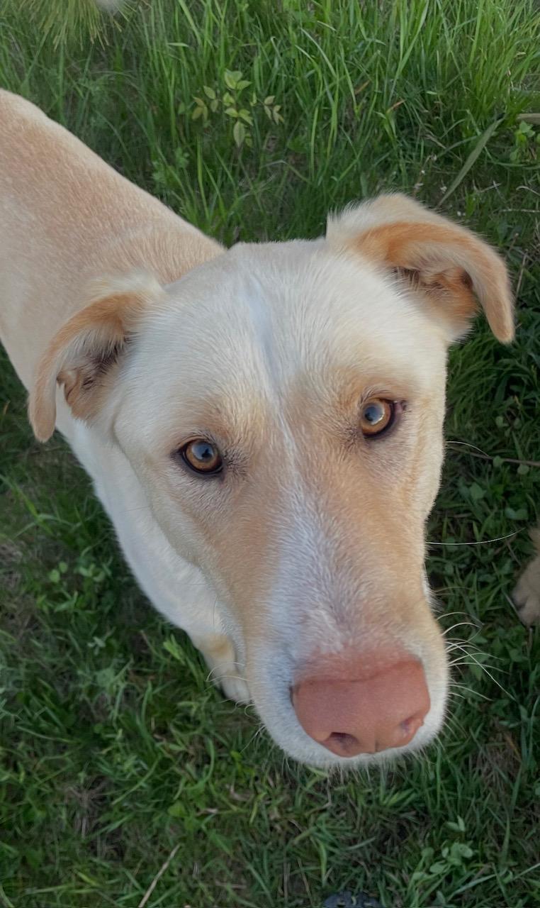 Marley, adopted, Adult Male Yellow Labrador Retriever.