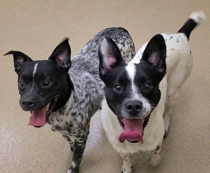 Lux, Adoptable, Young Male Cattle Dog & Mixed Breed.