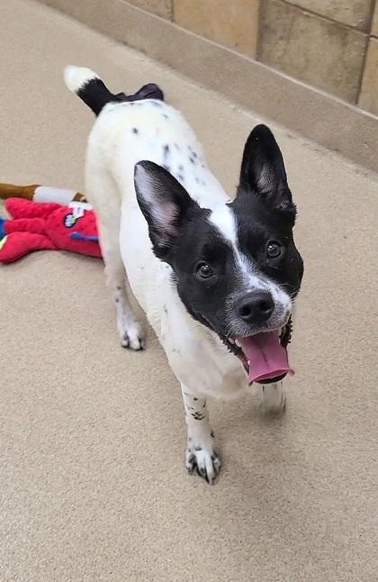 Enlarge Lux, a Adoptable mixed breed in Phoenix, AZ image 2/3