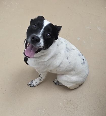 Enlarge Lux, a Adoptable mixed breed in Phoenix, AZ image 3/3