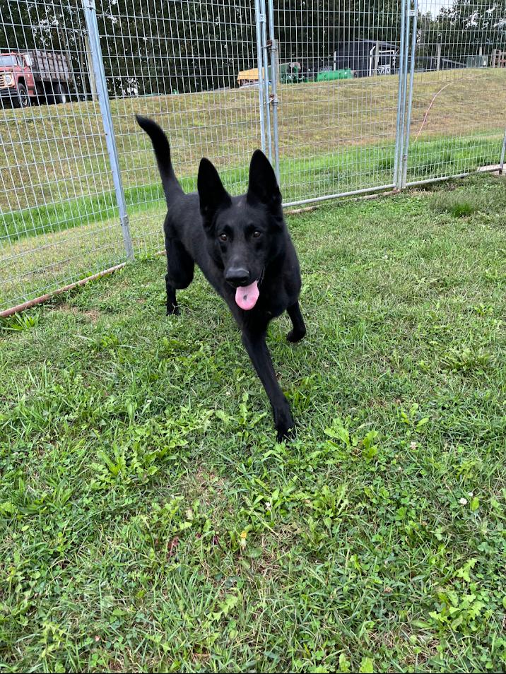 Kane, an adoptable German Shepherd Dog in Covington, VA, 24426 | Photo Image 3