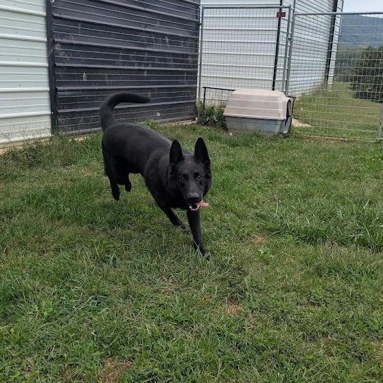 Kane, an adoptable German Shepherd Dog in Covington, VA, 24426 | Photo Image 5