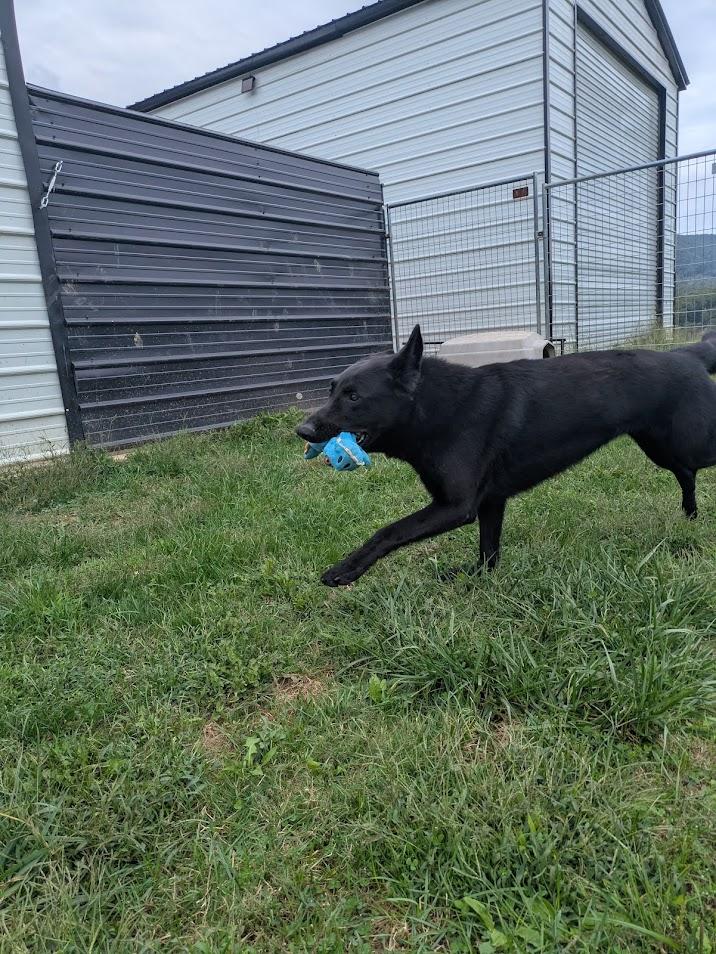 Kane, an adoptable German Shepherd Dog in Covington, VA, 24426 | Photo Image 4