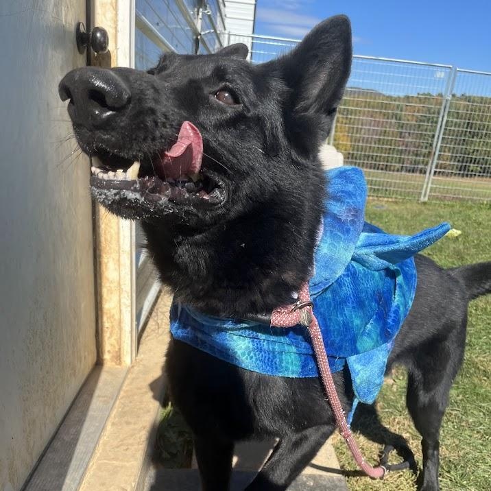 Kane, an adoptable German Shepherd Dog in Covington, VA, 24426 | Photo Image 1