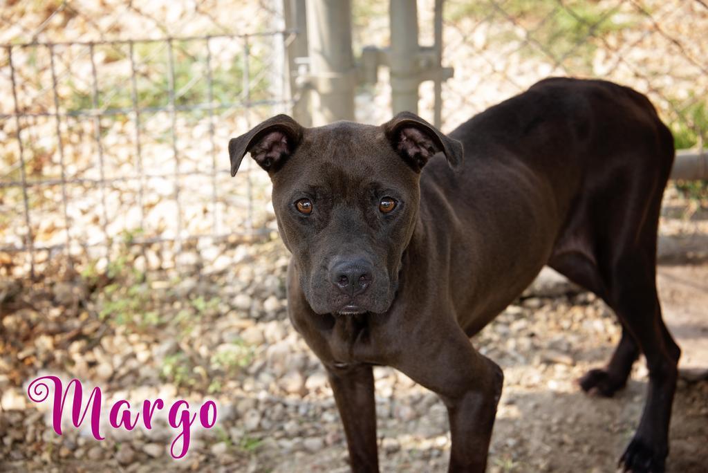 Enlarge Margo, a Adoptable Pit Bull Terrier in Livingston, LA image 3/3