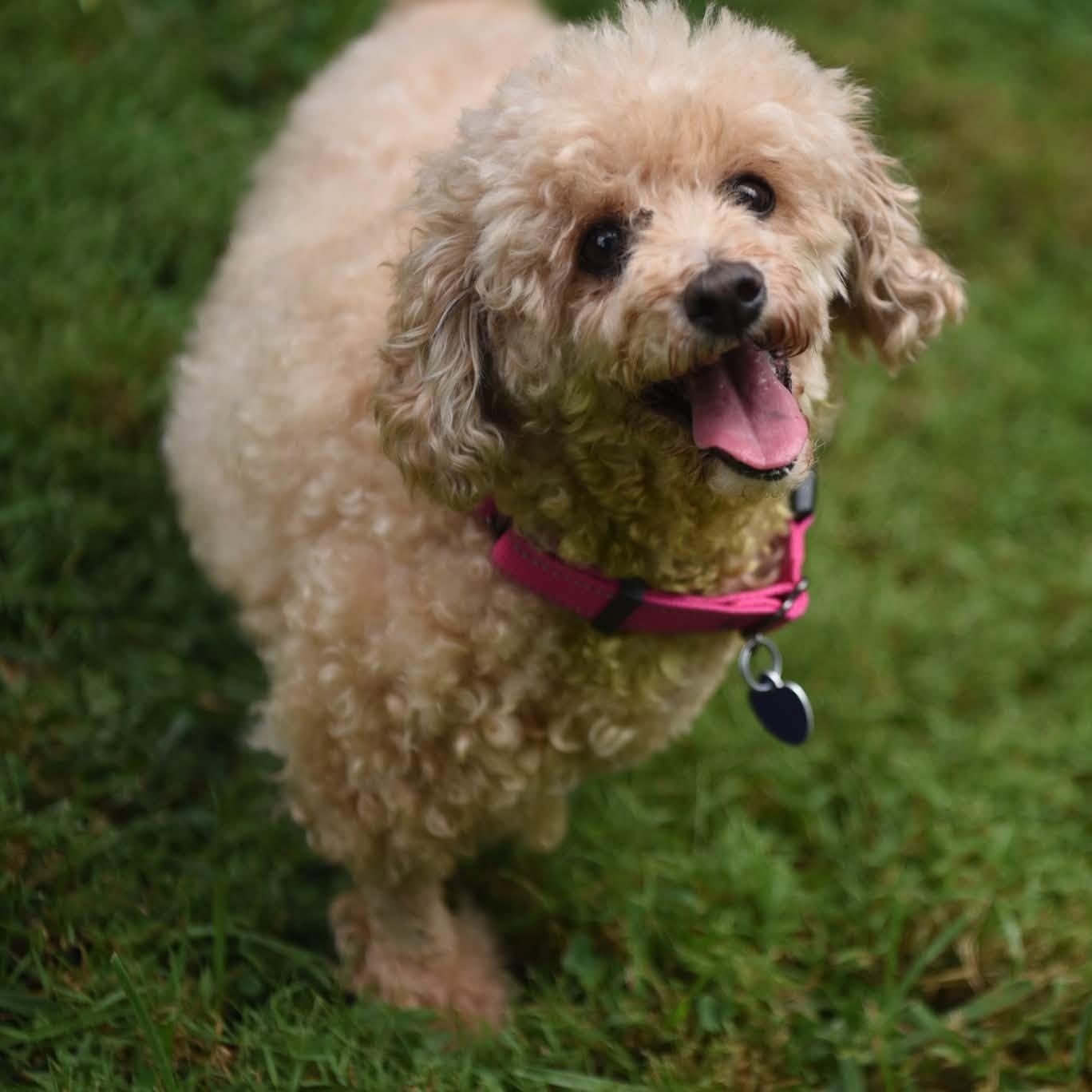 Blondie, Adoptable, Senior Female Poodle (Toy).