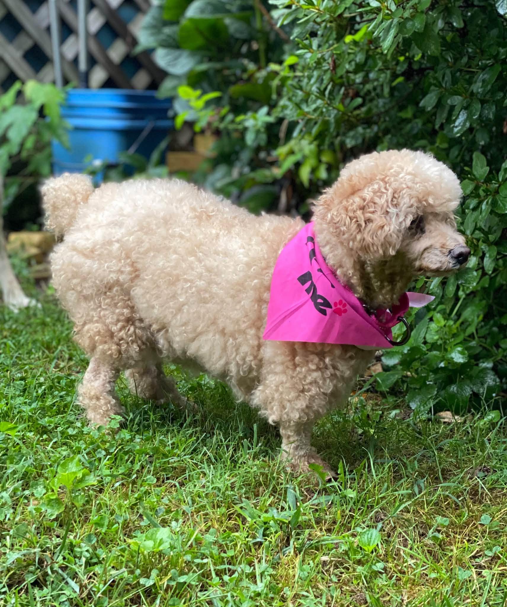 Enlarge Blondie, a Adoptable Poodle (Toy) in Rockville, MD image 5/6