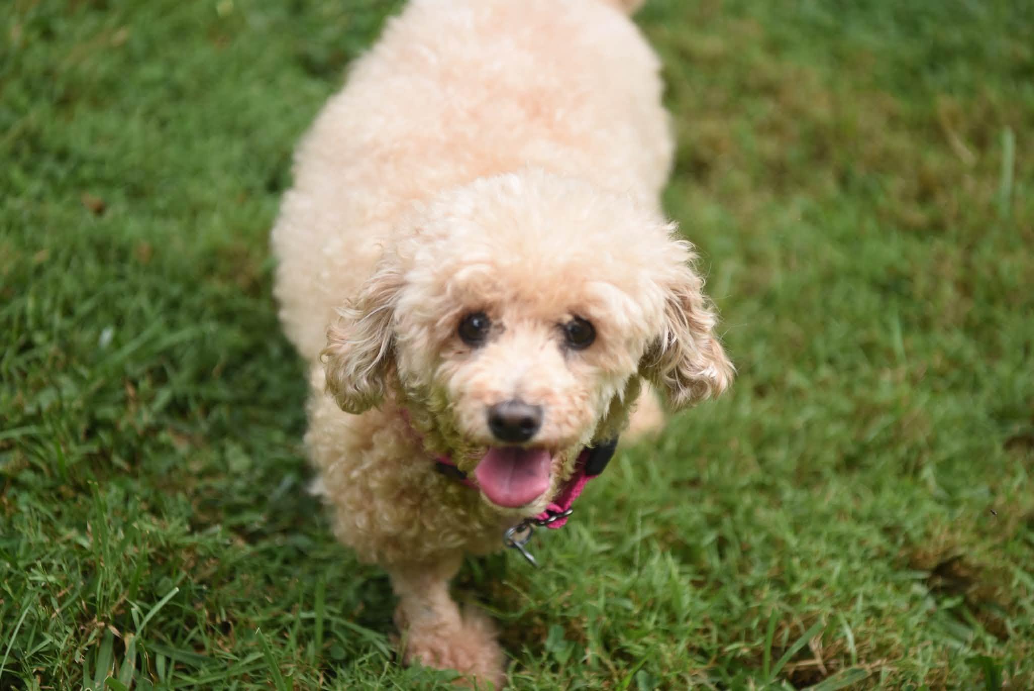 Enlarge Blondie, a Adoptable Poodle (Toy) in Rockville, MD image 6/6