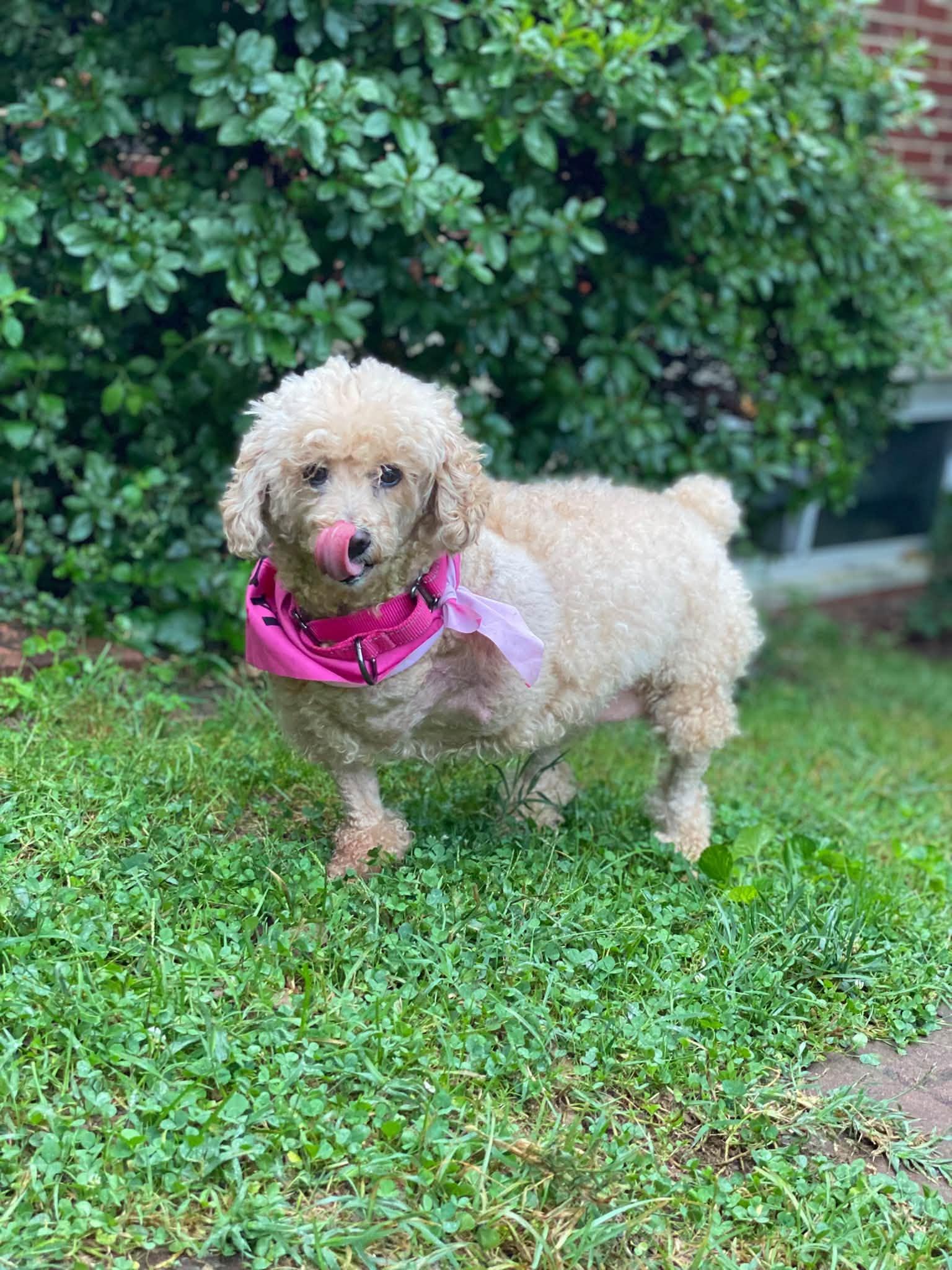 Enlarge Blondie, a Adoptable Poodle (Toy) in Rockville, MD image 4/6