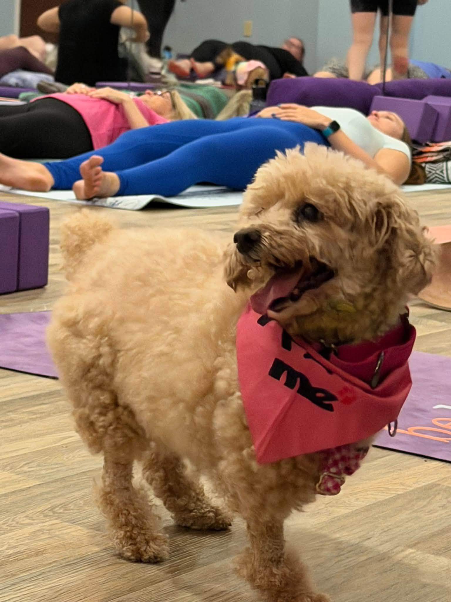 Enlarge Blondie, a Adoptable Poodle (Toy) in Rockville, MD image 3/6